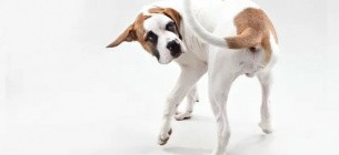 Собаки ганяються за хвостами з різних причин, зокрема для розваги, від нудьги або, можливо, через те, що у них собачий компульсивний розлад. Фото: Крістіна Гандольфо / Alamy Stock Photo