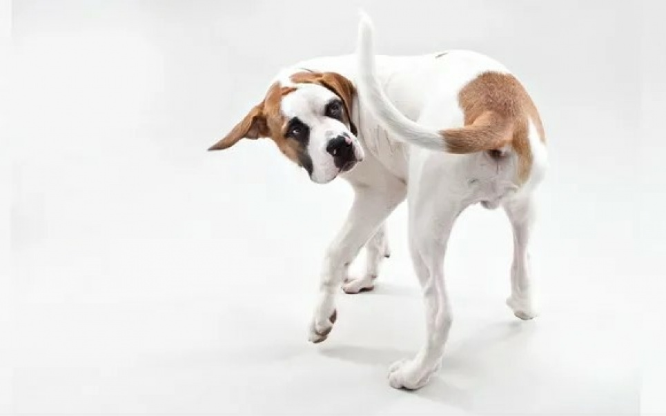 Собаки ганяються за хвостами з різних причин, зокрема для розваги, від нудьги або, можливо, через те, що у них собачий компульсивний розлад. Фото: Крістіна Гандольфо / Alamy Stock Photo