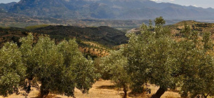  Користь оливок та оливкової олії 