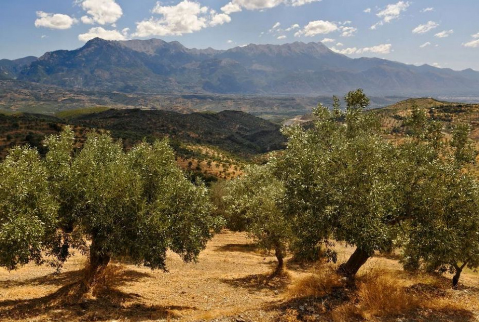  Користь оливок та оливкової олії 
