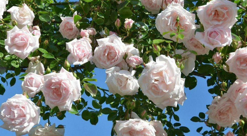 Морозостійкі плетисті троянди: які вибрати Фото: Телеграм-канал «Садівник»