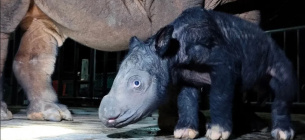 Дитинча суматранського носорога, досі не назване, поряд із матір’ю Далілою після народження в Індонезії. Фото: TNWK-KLHK/dpa