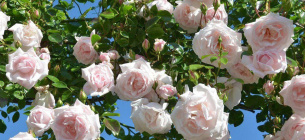 Чим удобрити Полив троянд Квітник Цвітіння