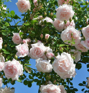 Чем удобрить Полив роз Цветник Цветение