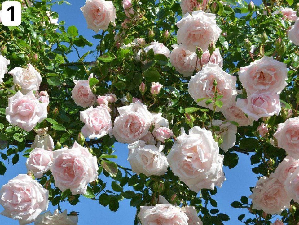Чим удобрити Полив троянд Квітник Цвітіння