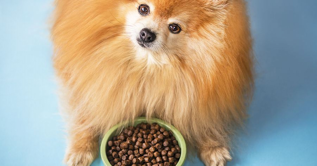 Роял канин для щенков шпица. Померанский шпиц карамельный. Корейский жёлтый шпиц. Померанский шпиц 6. Можно ли шпицу давать морепродукты.
