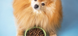 Советы по подбору корма для собак с аллергией