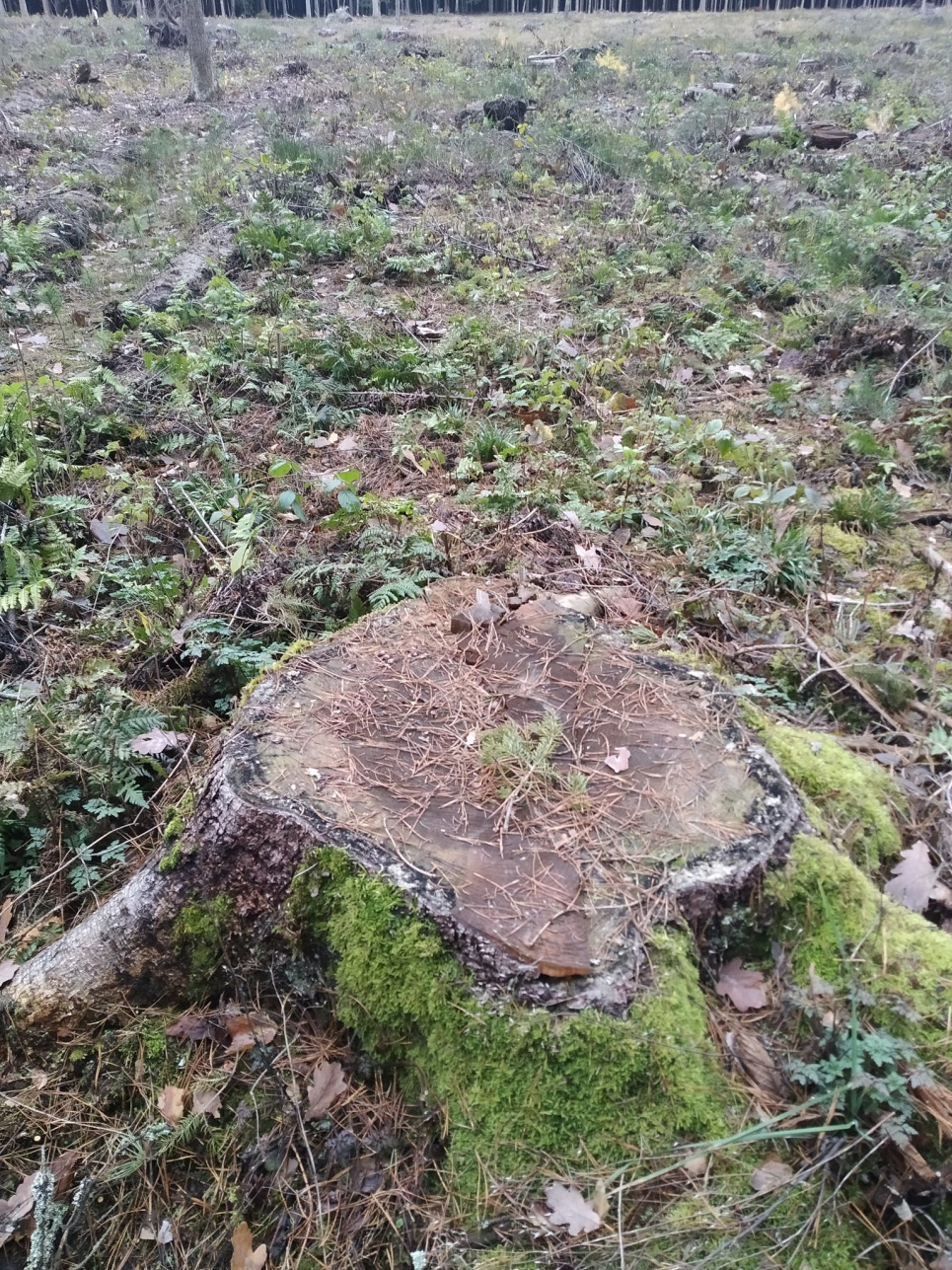 На Житомирщині рубкою знищено популяцію рідкісної рослини (ФОТО)