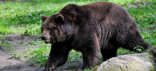 Активіст постраждав від нападу ведмедя 