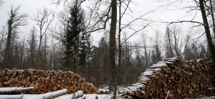 Рейдові групи виявили факти лісопорушень