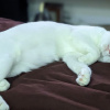 Чи варто кішці спати в ліжку домашні тварини шерсть в ліжку від кота