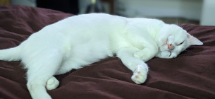 Чи варто кішці спати в ліжку домашні тварини шерсть в ліжку від кота