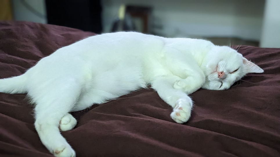 Чи варто дозволяти кішці спати в ліжку – плюси та мінуси Чи варто кішці спати в ліжку домашні тварини шерсть в ліжку від кота