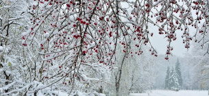 Прогноз синоптиків : якою буде зима в Україні прогноз погоди