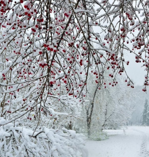 Прогноз синоптиків : якою буде зима в Україні прогноз погоди