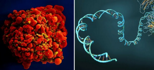 Дослідники покладають великі надії на технологію мРНК. Чи може це також сприяти розробці вакцини проти ВІЛ? Фото: Handout/Reuters, Christoph Burgstedt/Science Photo Library