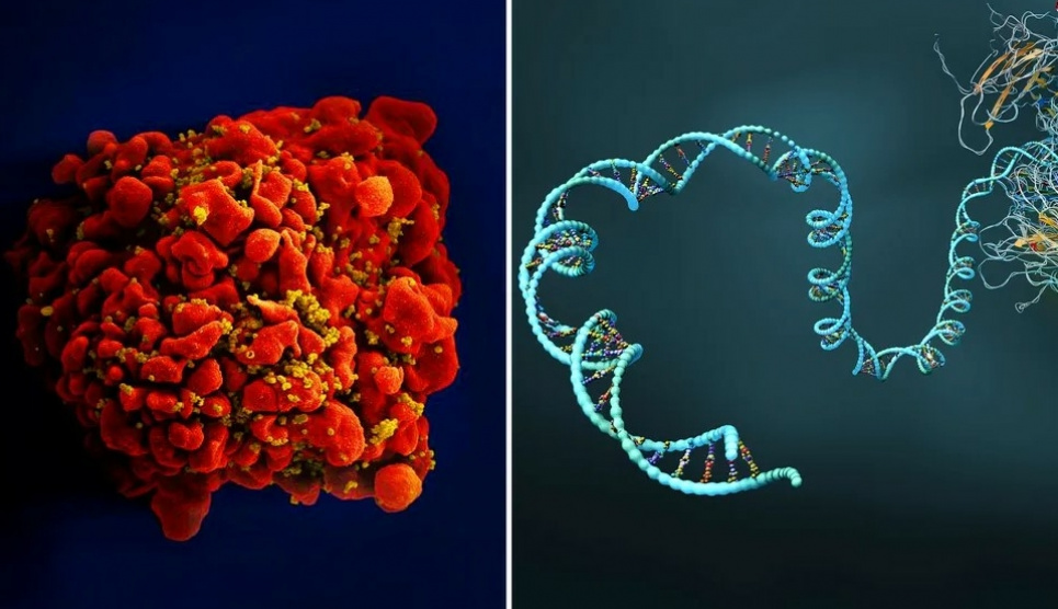 Исследователи возлагают большие надежды на технологию мРНК. Может ли это способствовать разработке вакцины против ВИЧ? Фото: Handout/Reuters, Christoph Burgstedt/Science Photo Library