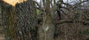 Знищення дуба на території громади Одещини