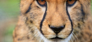 4 грудня відзначається Міжнародний день гепарда