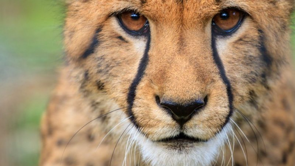 4 грудня щорічно відзначається Міжнародний день гепарда 4 грудня відзначається Міжнародний день гепарда