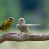 «Суперечка». Фото: Jacek Stankiewicz/Comedy Wildlife Photography Awards 2023