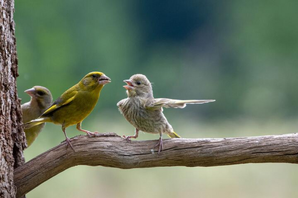 «Суперечка». Фото: Jacek Stankiewicz/Comedy Wildlife Photography Awards 2023