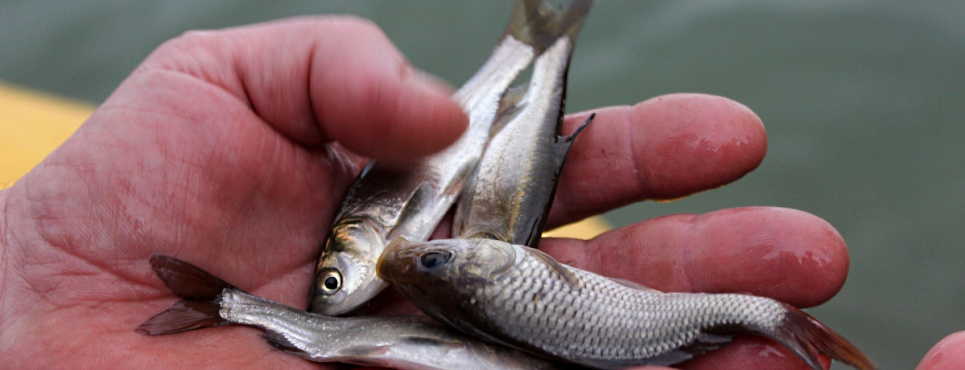 Ущерб рыбной отрасли достиг почти 10 миллиардов
