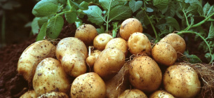 Как собрать по три ведра картофеля с куста