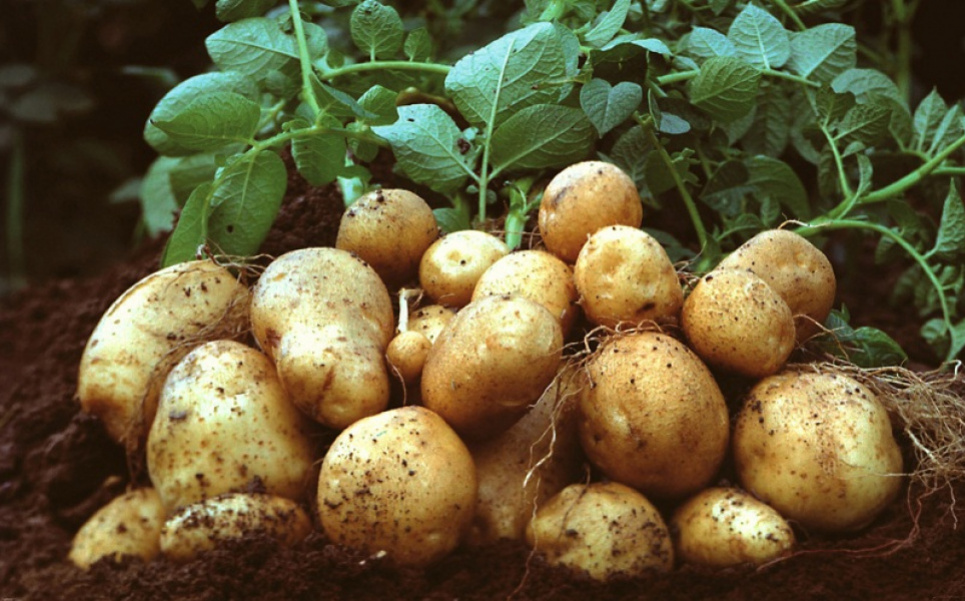 Как определить болезни картофеля по собранному урожаю