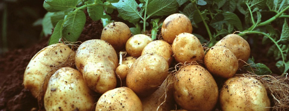 Підживити картоплю Для швидкого дозрівання Підживлення 