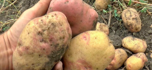 В Украину начали завозить картофель из-за границы