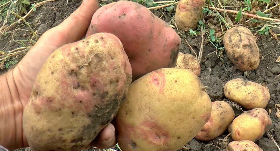 Як визначити хвороби картоплі по зібраному врожаю