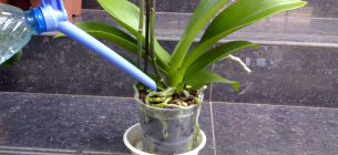 Підживлення орхідей зеленим чаєм: чому це шкідливо Зелений чай для орхідей: чому народний метод шкідливий і як стимулювати цвітіння