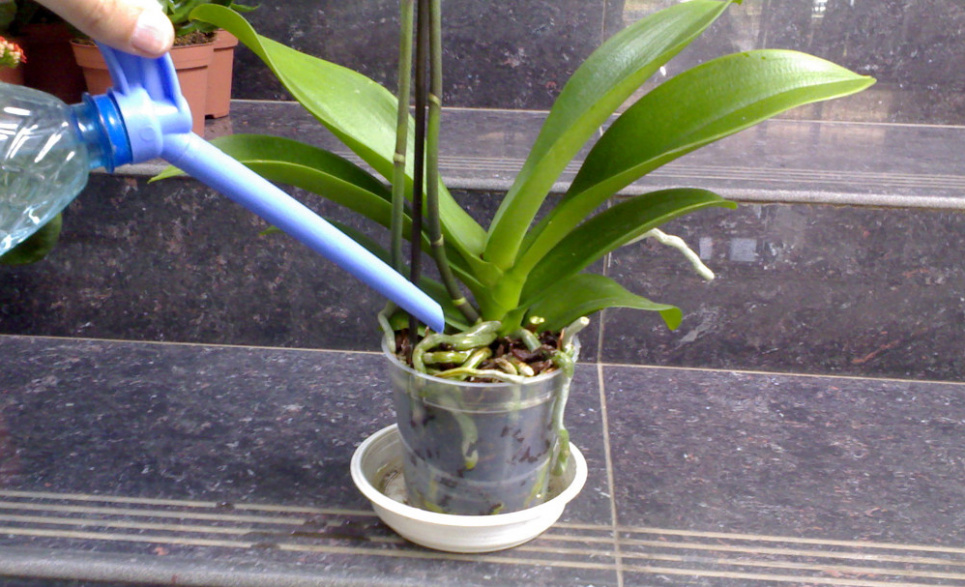 Орхідея | домашні рослини