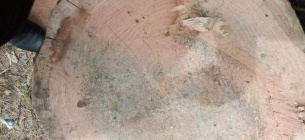 Незаконная рубка леса в Одесской области: убытки почти на полмиллиона гривен Фото иллюстративное