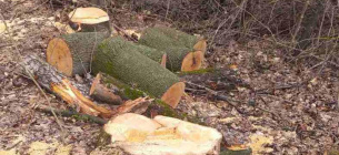 Мужчины срубили 348 деревьев на участке оросительного канала