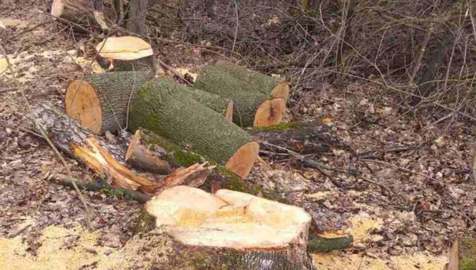 Чоловіки зрубали 348 дерев на ділянці зрошувального каналу