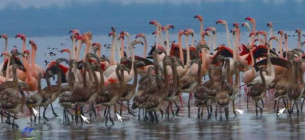 Фламинго покидают Одещину
