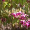 Очиток видний (Epimedium). Фото: Flickr