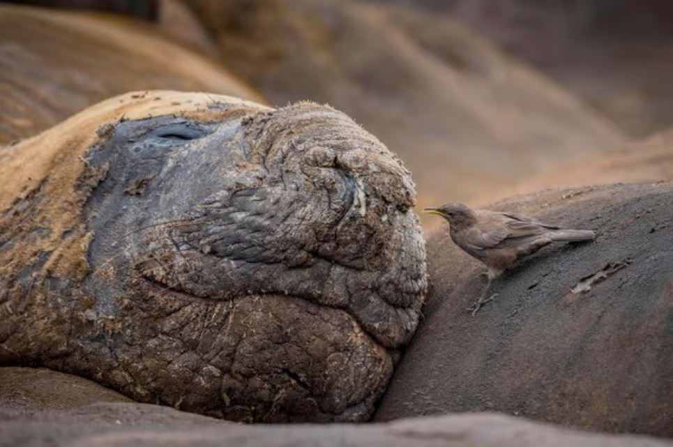 Південний морський слон на Фолклендських островах. Фото: imageBroker/Alamy