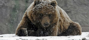 У заповіднику "Горгани" на Франківщині побачили сліди бурого ведмедя 