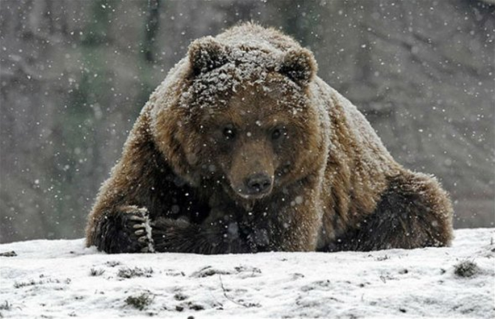 У заповіднику "Горгани" на Франківщині побачили сліди бурого ведмедя 