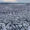 Фото з соцмереж