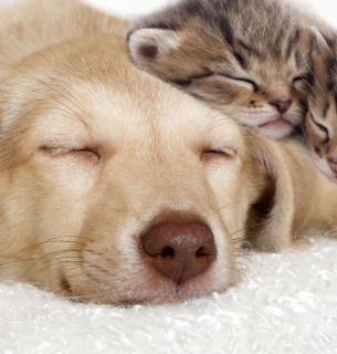 Всемирный день Рейки для животных: энергетическая поддержка питомцев