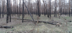 Судьба сгоревшего леса на Николаевщине