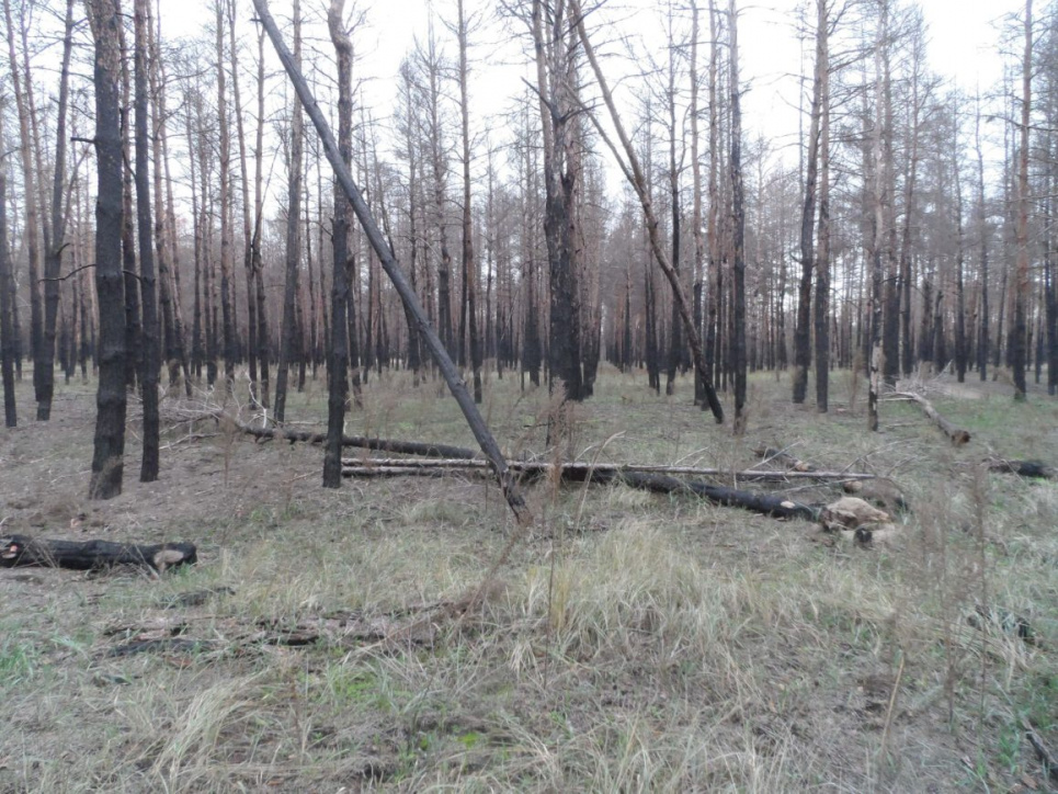 Судьба сгоревшего леса на Николаевщине