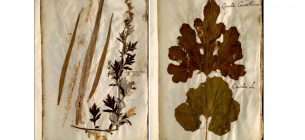 Колекція містить 5000 висушених рослин, зібраних італійським натуралістом Уліссе Альдрованді. Фото: Archivio Gbb/Alamy