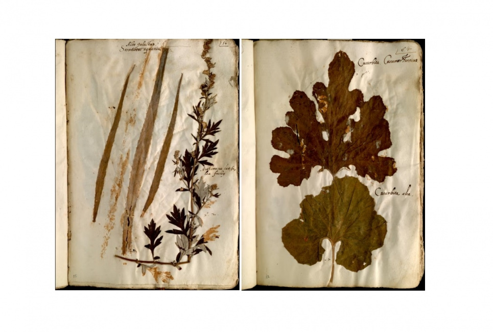 Колекція містить 5000 висушених рослин, зібраних італійським натуралістом Уліссе Альдрованді. Фото: Archivio Gbb/Alamy