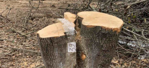 На территории лицея Николаевской области уничтожены деревья