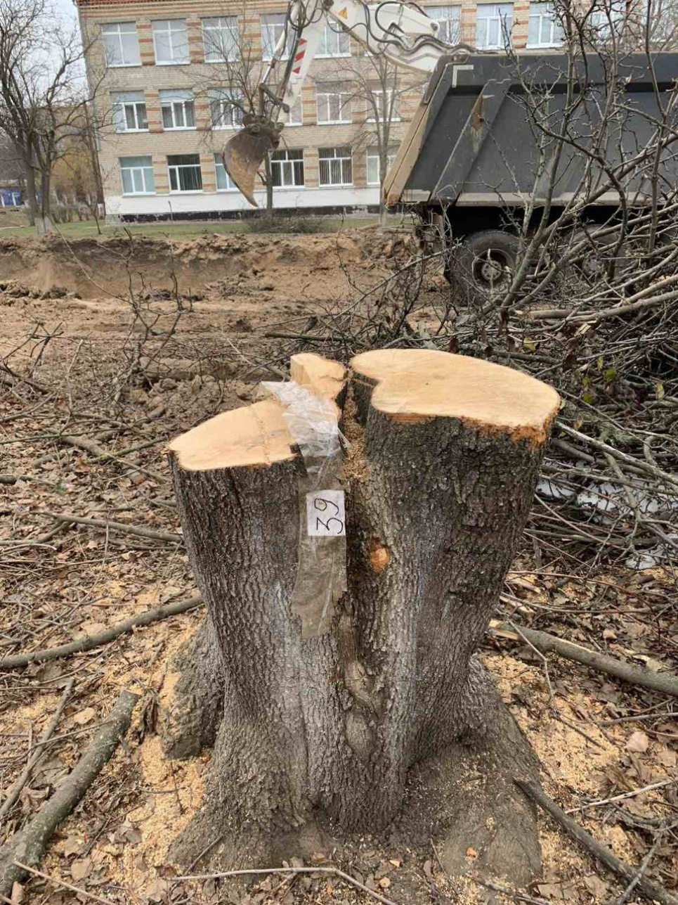 На території ліцею на Миколаївщині знищені дерев